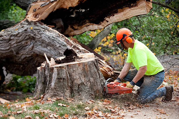  Langdon, ND Tree Service Pros